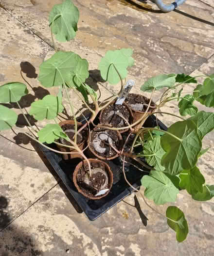 Photo of free Nasturtium plants (Arizona Mixed) (Aston Clinton HP22) #1