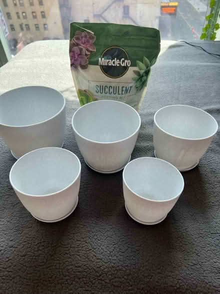 Photo of free plastic potters and succulent mix (South Loop) #1
