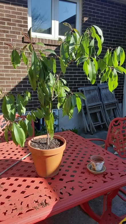 Photo of free Plant (Southdown and Truscott) #1