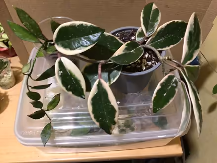 Photo of free 5 plants (L35 Whiston) #1