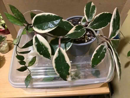 Photo of free 5 plants (L35 Whiston) #1