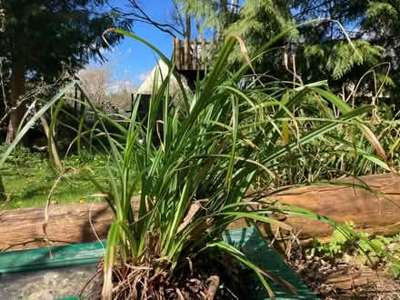 Photo of free Carex Grass Plants (Sedge) (Moretonhampstead) #1