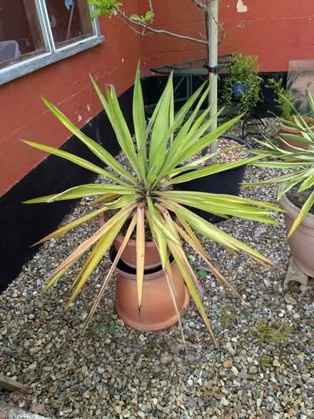 Photo of free Yucca (Stradbroke IP21) #1