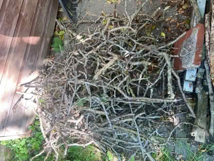 Photo of free Sticks / twigs fire kindling wood (AL1) #2
