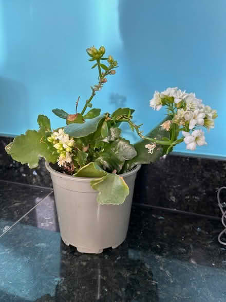 Photo of free White Kalanchoe plant (South Woodchester GL5) #1
