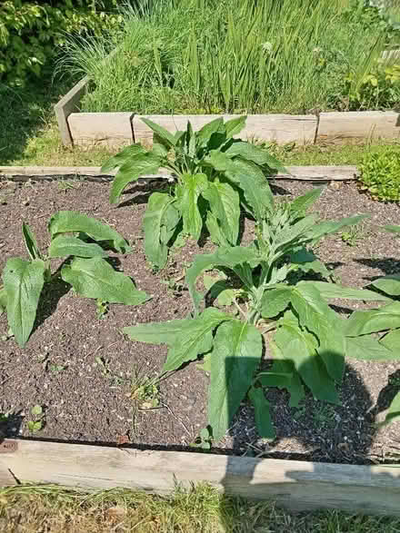 Photo of free Comfrey Plants (Dore S17) #1