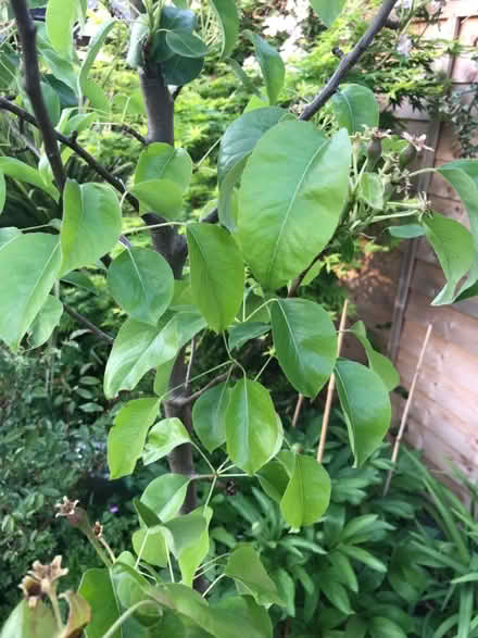 Photo of Fruit trees/saplings/bushes/seed (EN7) #1