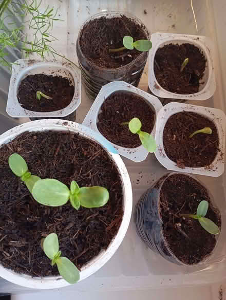Photo of free Sunflowers (Slade Green DA8) #1