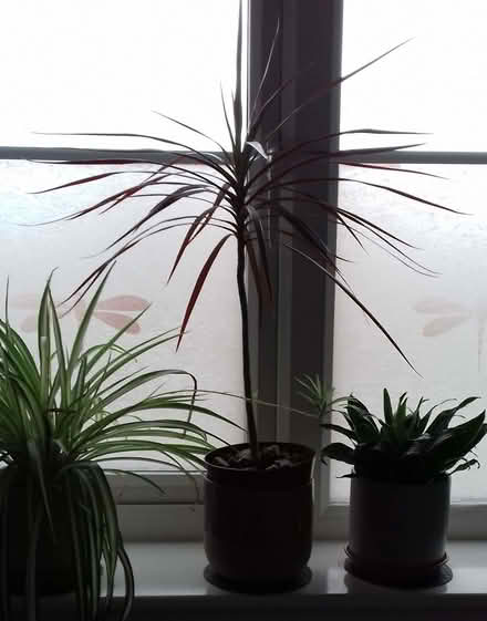 Photo of free Two indoor plants in need of some TLC (Burton Upon Trent DE15) #2