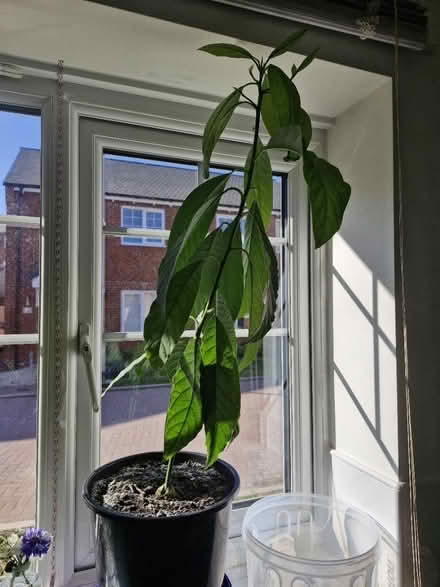 Photo of free Avocado plant (WS14 Lichfield) #1