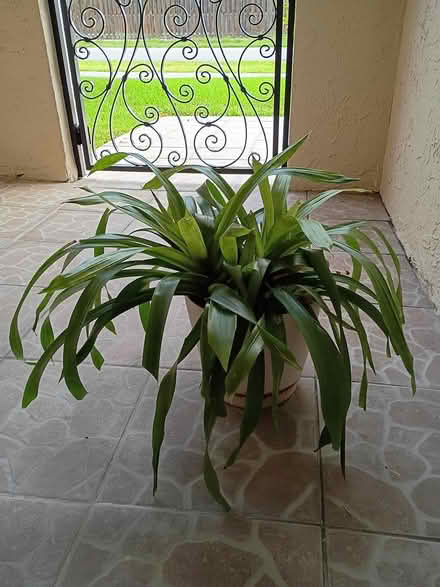 Photo of free Bromeliad plant (Sunrise- near City Hall) #2