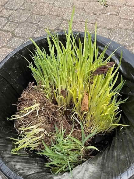 Photo of free Yellow lilies (Williams Parkway and 10) #1