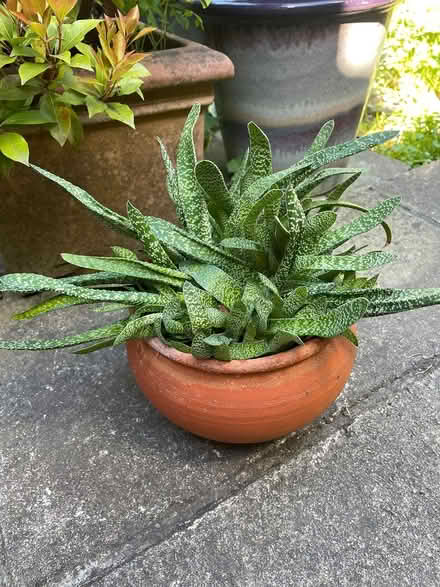 Photo of free Succulent plant in terracotta pot (Headingley LS6) #1