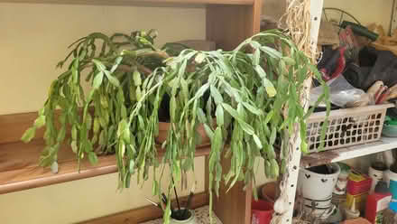 Photo of free Easter Cactus (Bromley BR1) #1