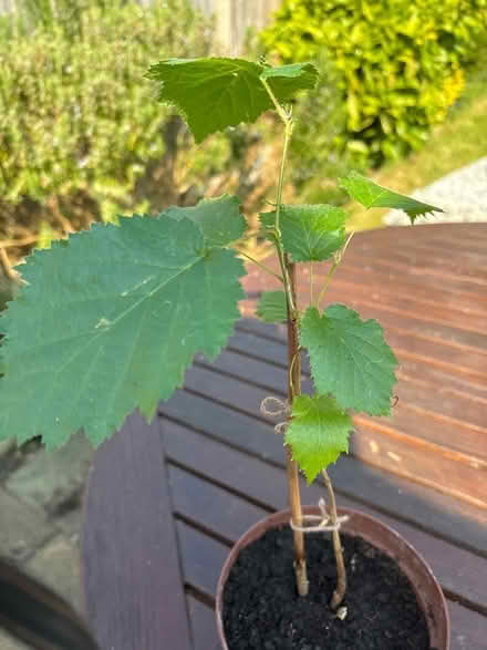 Photo of free Tree sapling (Norbury CR7) #1