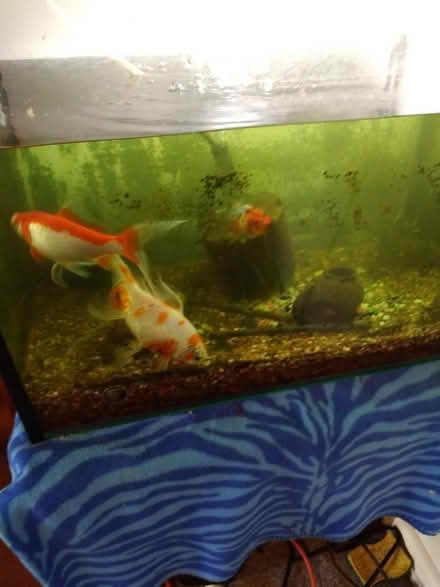 Photo of free Fish Tank with Three Goldfish (Doveton) #2