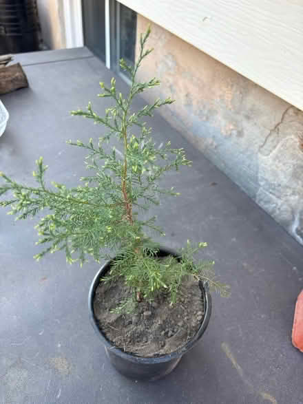 Photo of free eastern red Cedar (Main/danforth) #1