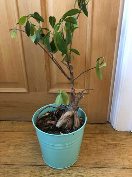 Photo of free Bonsai tree (Langley Park, Durham) #1