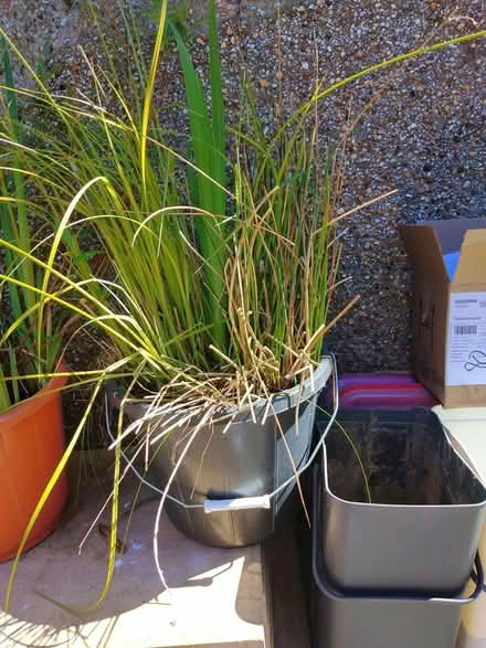 Photo of free Pond plants/ marginals (Lancaster Vale LA1) #1