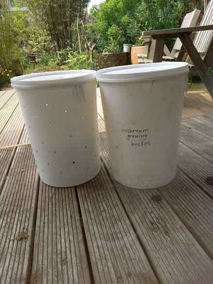 Photo of free Mushroom Growing Kit/Laundry Basket (CT11) #1