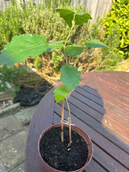 Photo of free Tree sapling (Norbury CR7) #2
