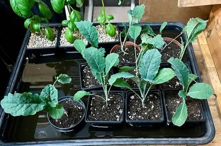 Photo of free Young kale plants (Hatfield AL10) #1