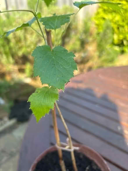 Photo of free Tree sapling (Norbury CR7) #3