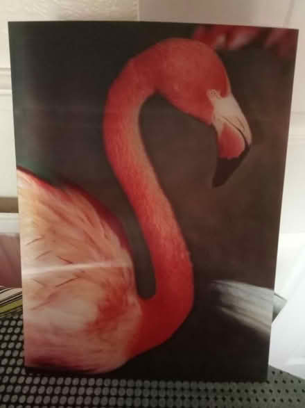 Photo of free Holographic Flamingo Picture (Lower Broadheath WR2) #2