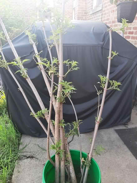 Photo of free Elderberry bushes -in hillside (HILLSIDE wolf and butterfield) #1