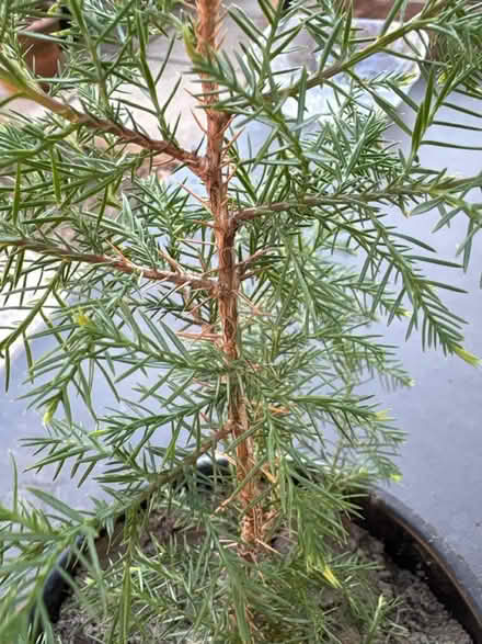 Photo of free eastern red Cedar (Main/danforth) #2