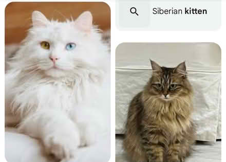 Photo of Siberian Cats Stuff (Croydon) #1