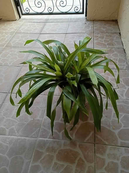 Photo of free Bromeliad plant (Sunrise- near City Hall) #1