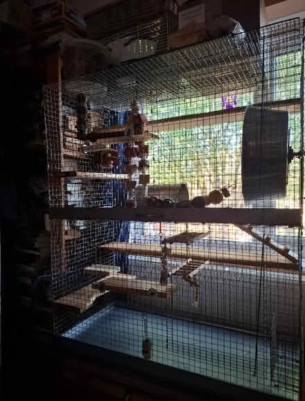 Photo of free Two story cage for degus, rats or a chinchilla. (Kirkby Thore CA10) #1