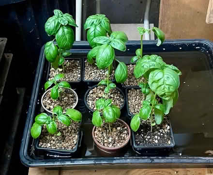 Photo of free Young basil plants (Hatfield AL10) #1