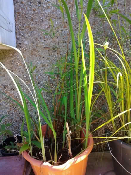 Photo of free Pond plants/ marginals (Lancaster Vale LA1) #2