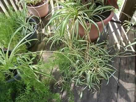Photo of free Spider Plant Babies (60446) #1