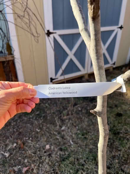 Photo of free American Yellowwood tree (Northeast DC) #2