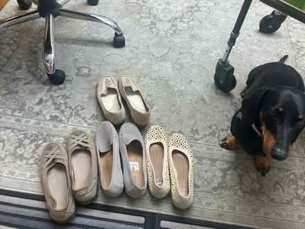 Photo of free Shoes (women’s size 6) (NW7) #1