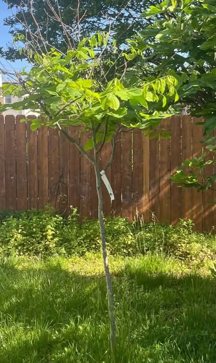 Photo of free American Yellowwood tree (Northeast DC) #1