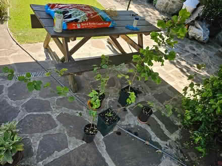 Photo of free 8 x hazel nut tree plants (Huddersfield HD2, UK) #3