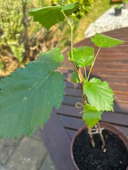 Photo of free Tree sapling (Norbury CR7) #4