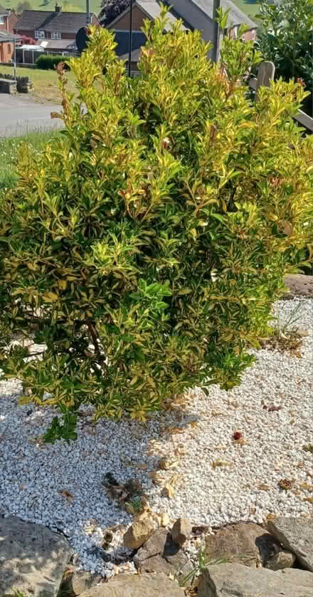 Photo of free Plant (DE56 neather heage) #1