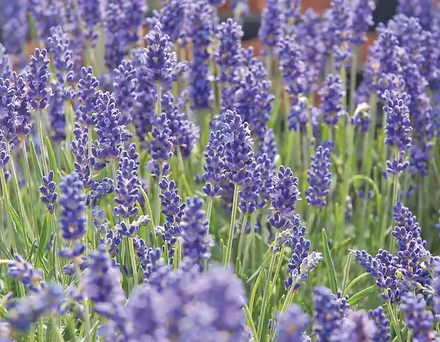 Photo of Lavender plants (Penbeagle TR26) #1