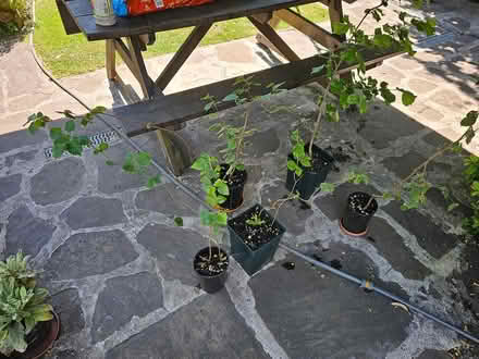 Photo of free 8 x hazel nut tree plants (Huddersfield HD2, UK) #1