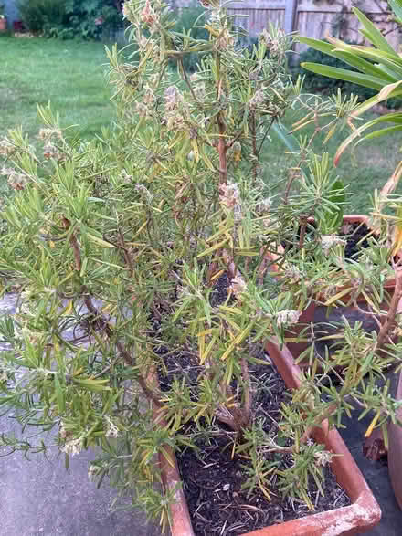 Photo of free Rosemary plants (Beckenham BR3) #1