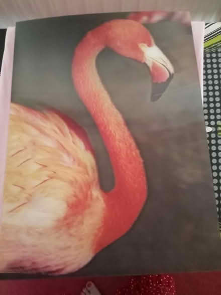 Photo of free Holographic Flamingo Picture (Lower Broadheath WR2) #1