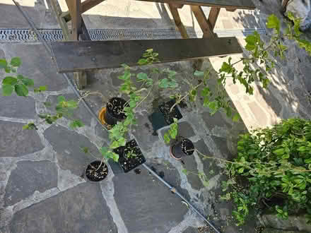 Photo of free 8 x hazel nut tree plants (Huddersfield HD2, UK) #2