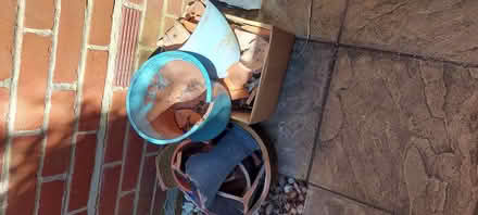 Photo of free Crocks (Fleetville) #1