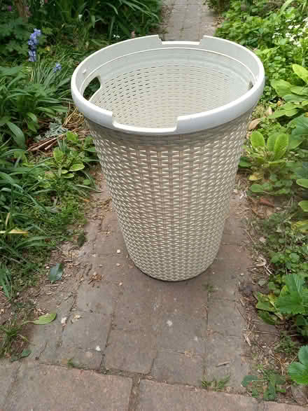 Photo of free Mushroom Growing Kit/Laundry Basket (CT11) #2
