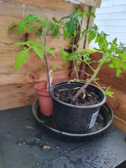 Photo of free Tomatoe plants (Middleton M24 6JW) #1